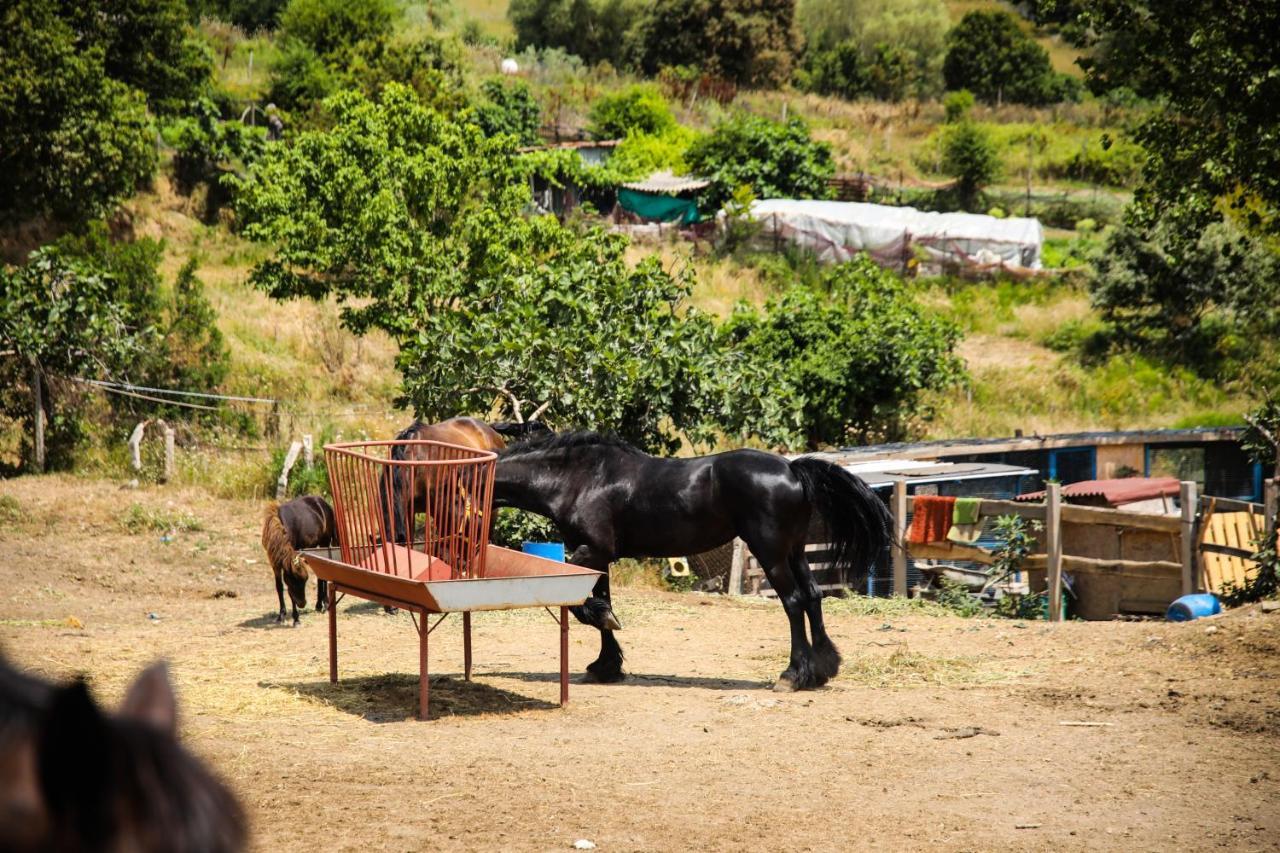 Mavi At Hotel Blue Horse Gumusdere Exterior photo
