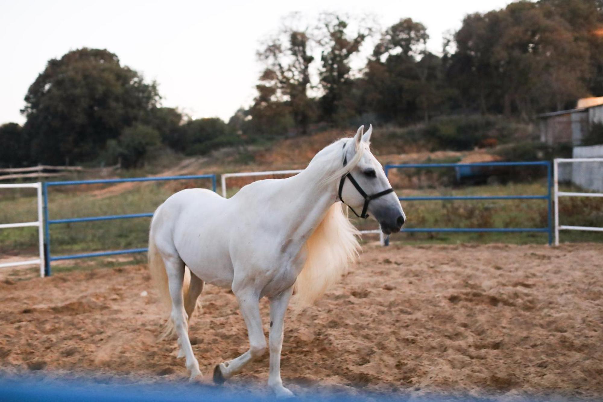 Mavi At Hotel Blue Horse Gumusdere Exterior photo